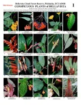 Pichincha -- Bellavista Conspicuous Plants