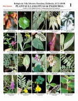 Pichincha -- Plantas Notáveis do Refugio Pasochoa