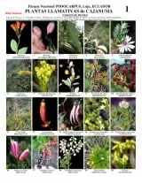 Loja -- Podocarpus Park - Cajanuma Conspicuous Plants