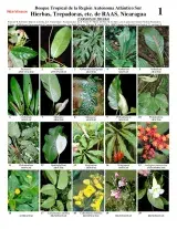 Atlántico Sur -- Herbs, Climbers, Epiphytes