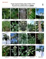 Pinar del Rio -- Viñales Common Plants