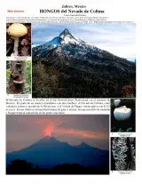 Jalisco -- Nevado Colima Mushrooms