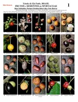 São Paulo -- Fruits & Seeds of Myrtaceae