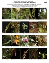 1000_brazil_serra_do_mar_orchidaceae.pdf 