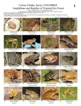 1030_colombia_amphibians_and_reptiles_of_coloso-chalan.pdf 