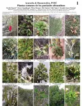 1031_peru_common_plants_of_los_pastizales_altoandinos.pdf