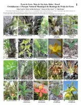 1036_brazil_orchidaceae_of_praia_do_forte.pdf 