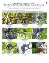 1050_colombia_mammals_of_bajo_caguan-caqueta.pdf