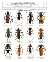 1051_bolivia_cerambycidae_of_tahuamanu_biological_station.pdf