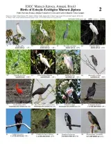  1055_brazil_birds_of_maraca-jipioca_station.pdf 