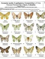 1063_colombia_geometer_moths_of_utria.pdf