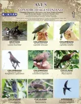 1070_peru_birds_of_consorcio_augustiniano.pdf