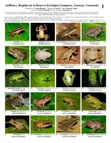 1077_venezuela_amphibians_and_reptiles_of_guaquira.pdf
