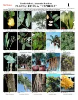 Pará -- Useful Plants da Capoeira