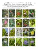 1081_brazil_plants_of_apa_algodoal-maiandeua.pdf 