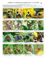 1082_ecuador_lepidoptera_of_cuenca.pdf 
