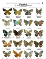 1093_colombia_lepidoptera_of_the_botanical_garden_of_cartagena.pdf