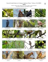 1095_colombia_birds_of_del_cartagena_botanical_garden.pdf