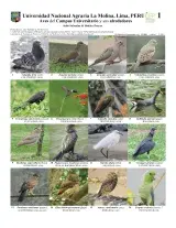 1100_peru_birds_of_campus_de_la_universidad_agraria_la_molina.pdf 