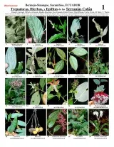 Sucumbíos -- Serranías Cofán Climbers, Herbs, Epiphytes
