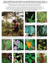  1115_ecuador_medicinal_plants_of_the_chakra_kichwa_at_the_alto_tena_community.pdf