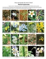 1121_brazil_heliotropiaceae_of_ceara.pdf