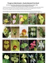 1122_brazil_dalechampia_euphorbiaceae.pdf 