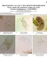 1125_colombia_protozoa_algae_and_macroinvertebrates_of_the_campos_de_cristo_cemetery.pdf 