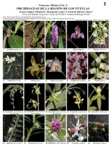  1131_mexico_orchidaceae_los_tuxtlas_region.pdf 
