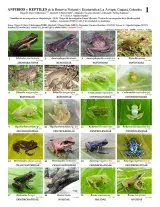 1134_colombia_amphibians_and_reptiles_la_avispa_natural_reserve.pdf