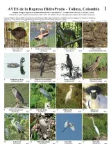 1137_colombia_birds_of_hidroprado.pdf 