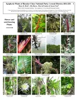 1145_belize_epiphytic_plants_of_bacalar_chico_national_park.pdf 