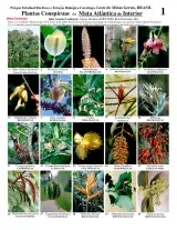 Minas Gerais -- Atlantic Forest conspicuous plants