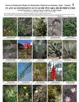 1166_ecuador_representatives_plants_of_pucara.pdf