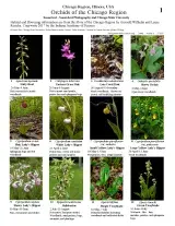 1191_usa_orchids_of_the_chicago_region.pdf