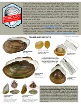 1200_usa_freshwater_mollusks_of_chicago.pdf