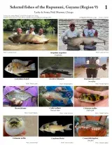 1202_guyana_selected_fishes_of_the_rupununi.pdf