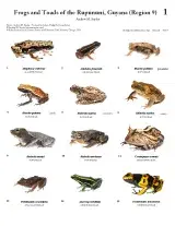 1204_guyana_frogs_and_toads_of_rupununi.pdf 