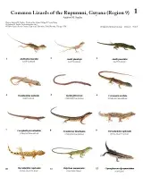 1205_guyana_lizards_of_rupununi.pdf 