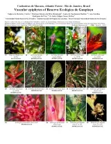  1225_brazil_combretaceae_of_floriano.pdf 