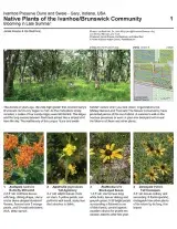 1212_usa_native_plants_of_ivanhoe.pdf