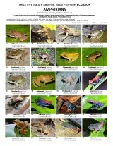 1213_ecuador_amphibians_of_selva_viva_reserve.pdf 