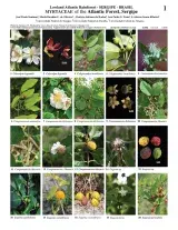 1218_brazil_myrtaceae_of_sergipe.pdf 