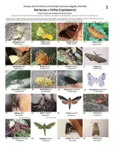 1228_colombia_lepidoptera_de_la_javeriana.pdf