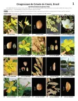 1256_brazil_onagraceae_of_ceara_state.pdf 