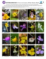 1264_brazil_lentibulariaceae_of_serra_da_canastra.pdf