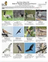 1266_illinois_birds_of_thatcher_woods.pdf