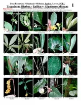 Loreto -- Climbers, Herbs & Epiphytes of Allpahauyo-Mishana