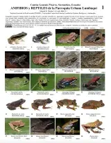 1308_anfibios_y_reptiles_de_lumbaqui_sucumbios_ecuador.pdf