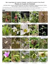 1344_brazil_plants_of_lajedo_de_soledad_english.pdf